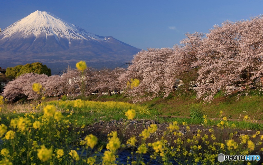 龍巌淵の桜