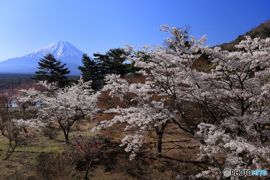 富士と桜