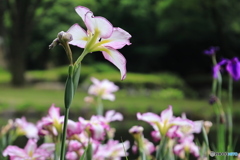 花菖蒲咲く
