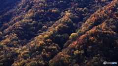 秋色の山肌