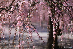 枝垂れ梅の咲く頃