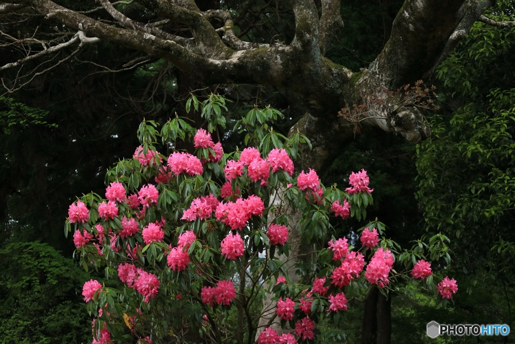 紅い石楠花 (608T)