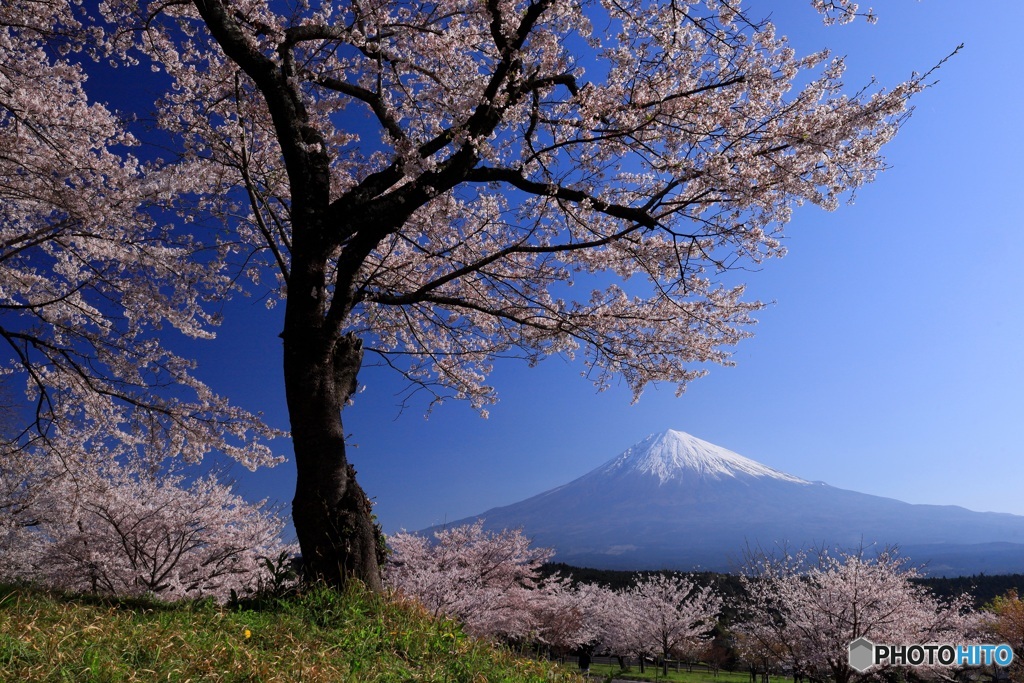 里山の春