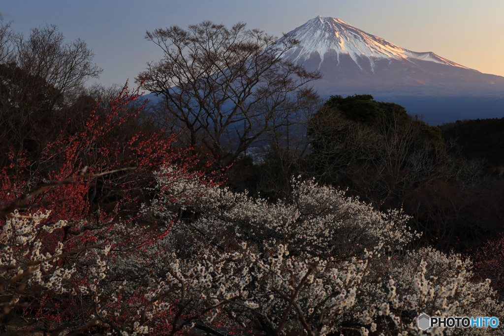 朝日に輝く富士と梅 (521T)