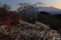 朝日に輝く富士と梅 (521T)