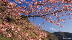 河津桜と富士 (830T)
