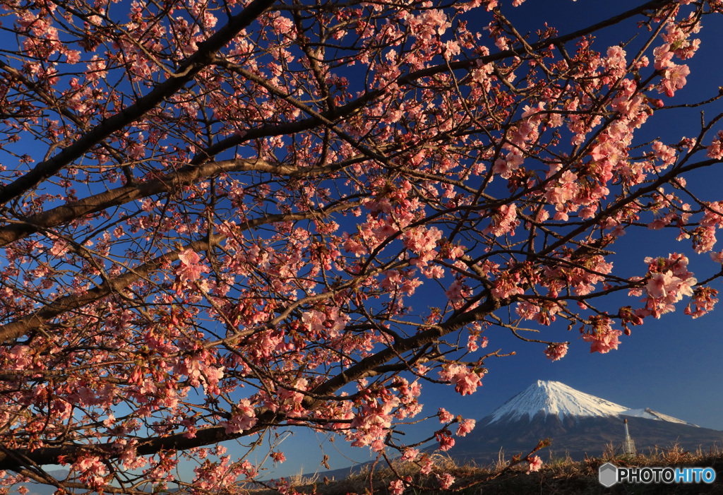 河津桜と富士 (423T)