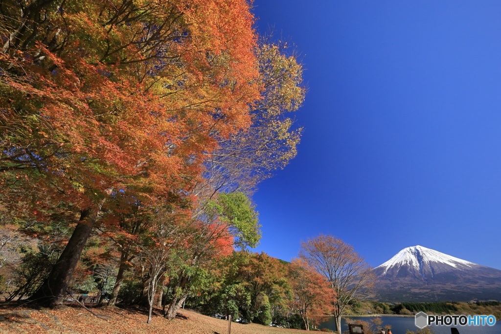 秋空と紅葉