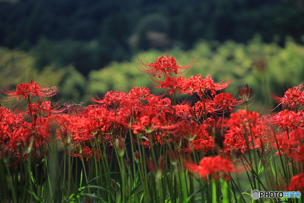 里山に咲く彼岸花