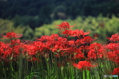 里山に咲く彼岸花