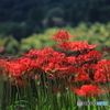 里山に咲く彼岸花