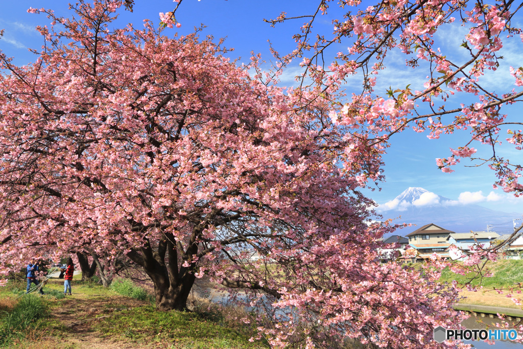富士山と寒緋桜