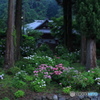 アジサイ咲く境内