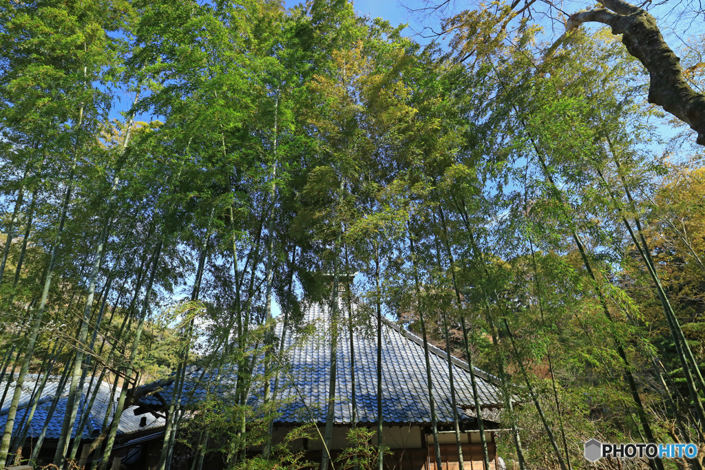 竹林のあるお寺で