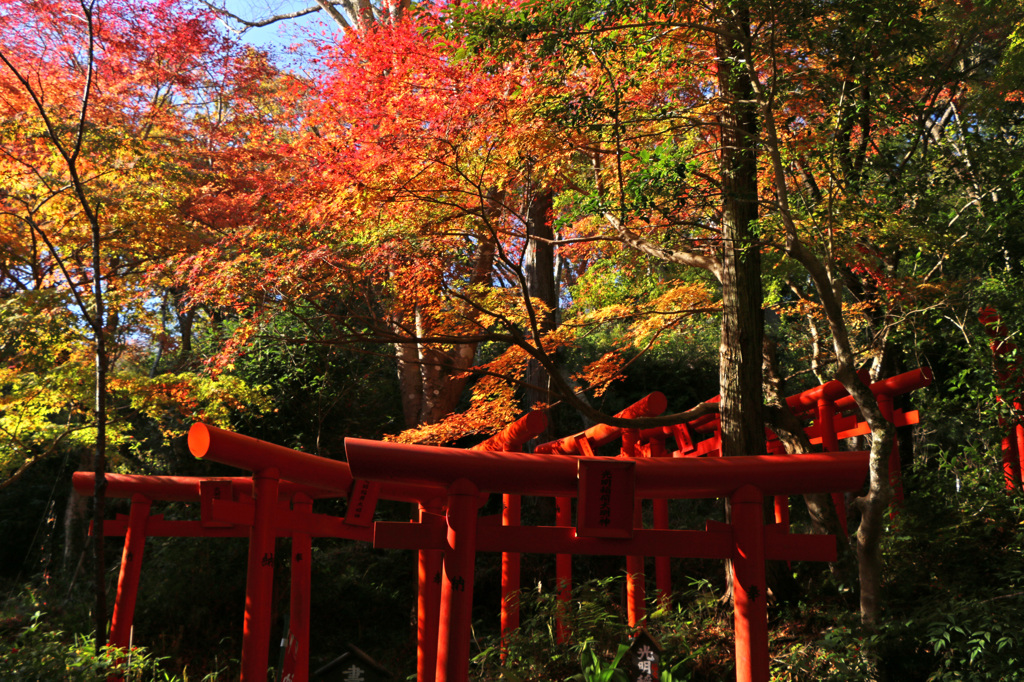 紅い鳥居