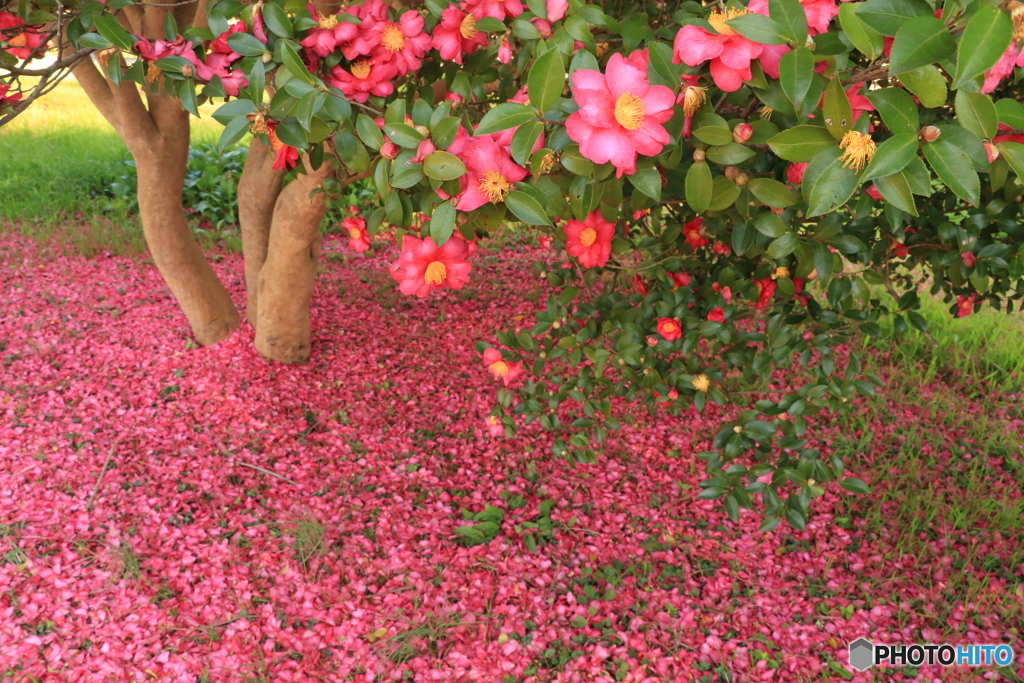 山茶花咲く頃 By ハッキー Id 写真共有サイト Photohito