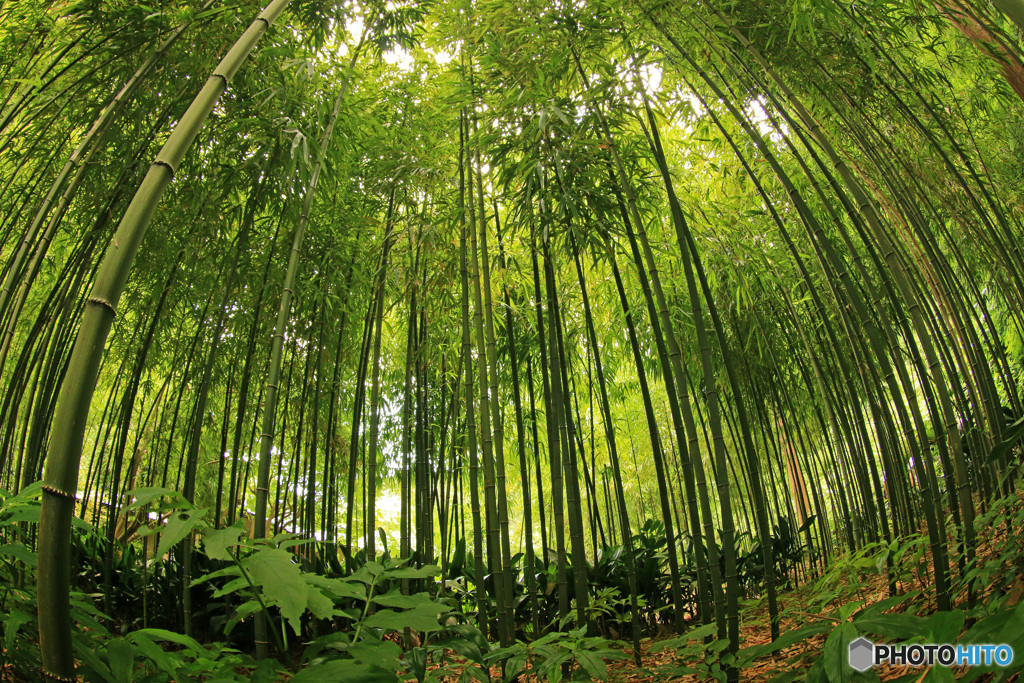 初夏の竹林