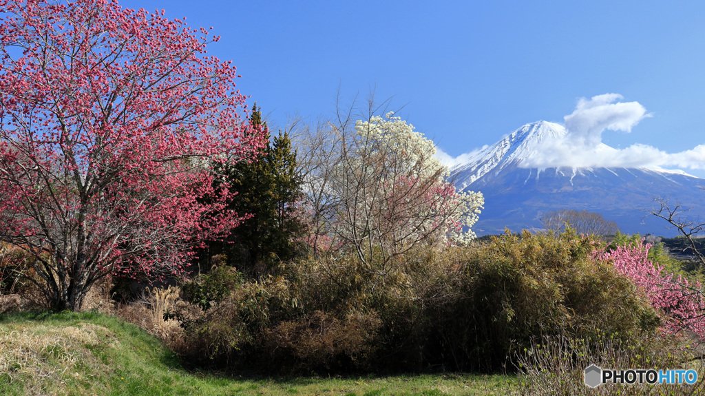 里山の春 -4