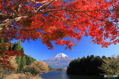 青空に紅葉映える