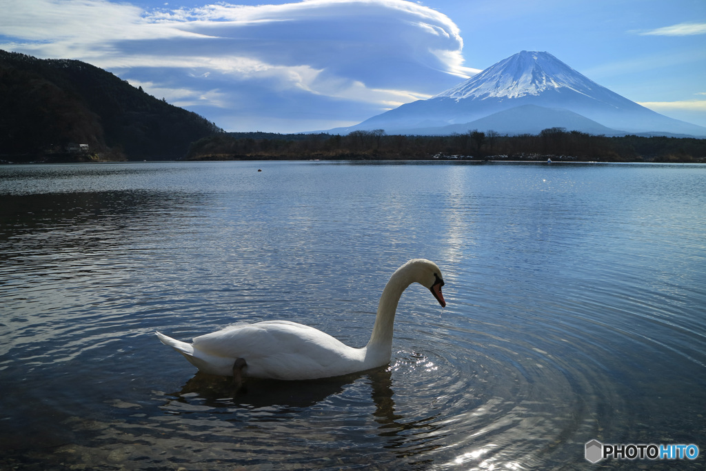 白鳥と憩う