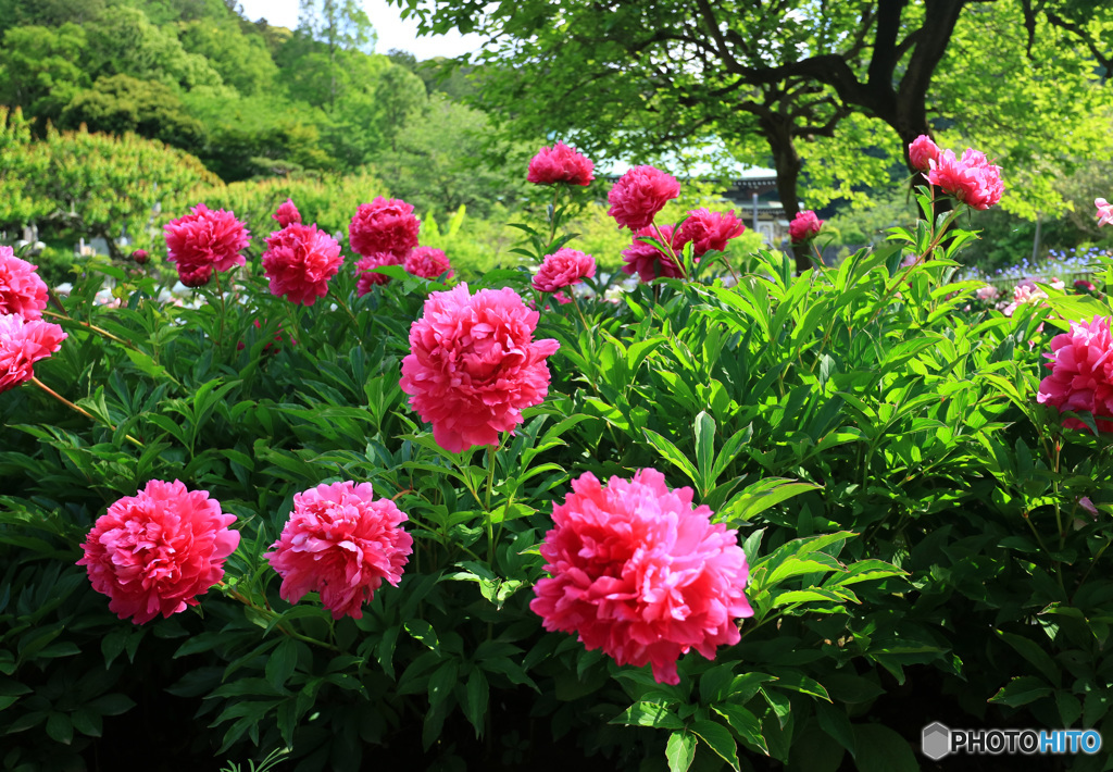 芍薬咲く境内