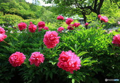 芍薬咲く境内