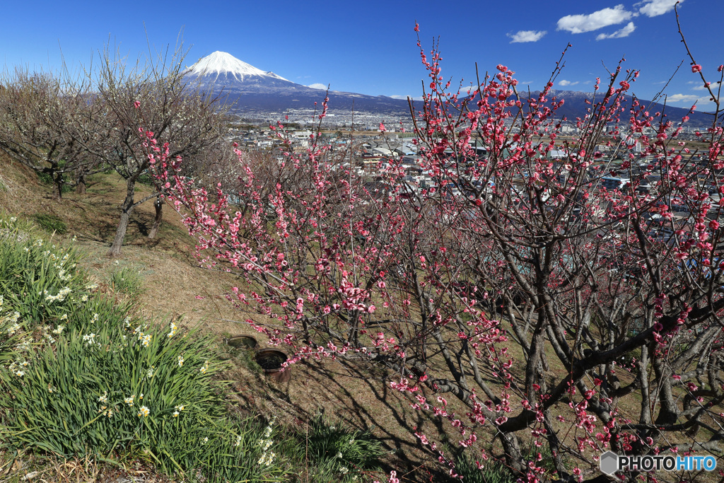 里山の春