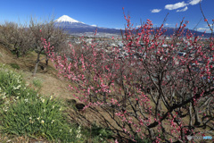 里山の春