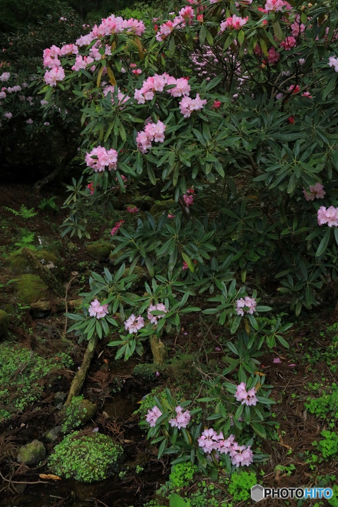山に咲くシャクナゲ