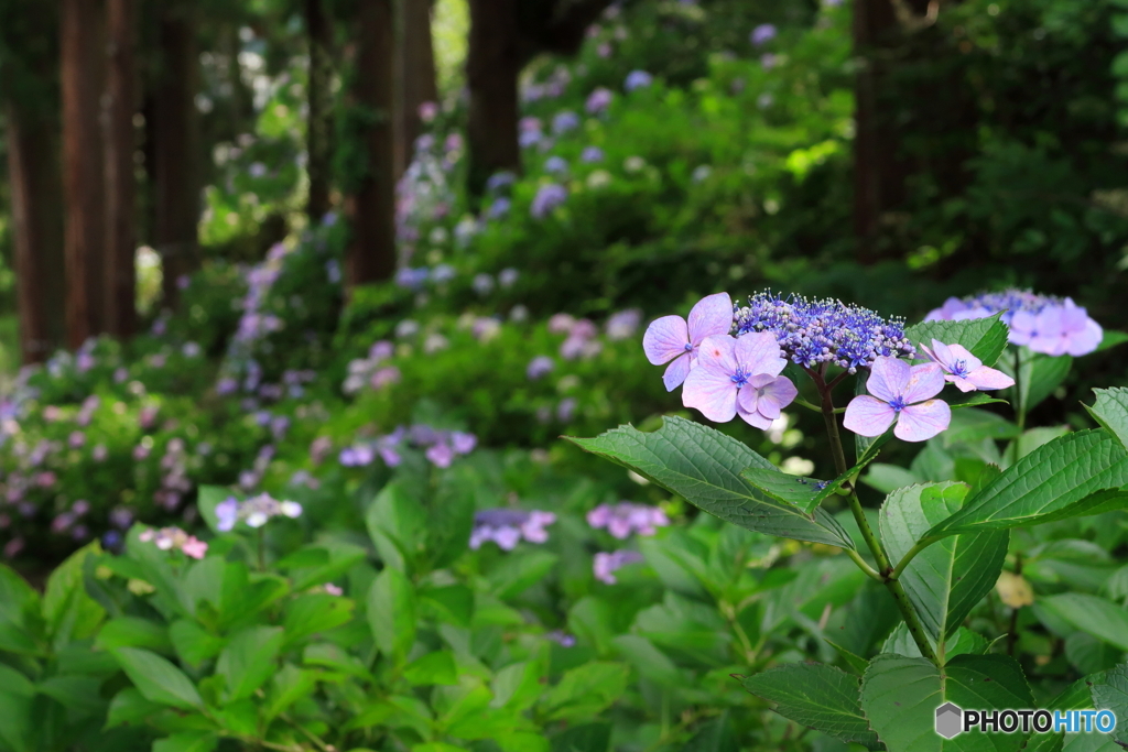 山間のアジサイ