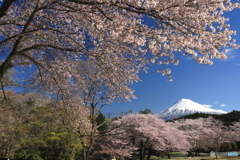 新年、明けましておめでとうございます ！