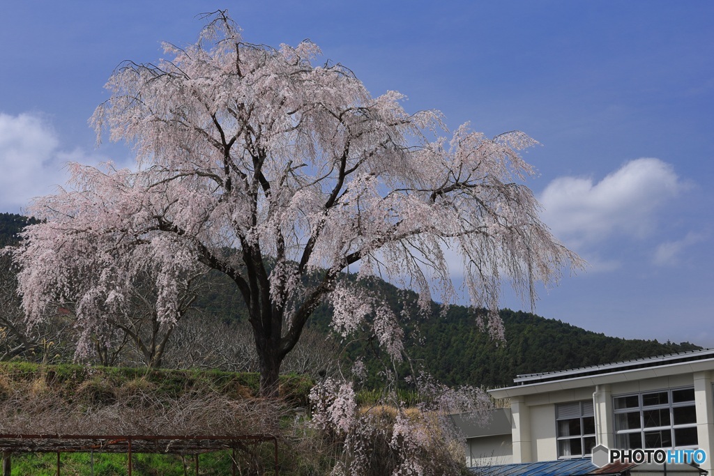 桜、満開に -9