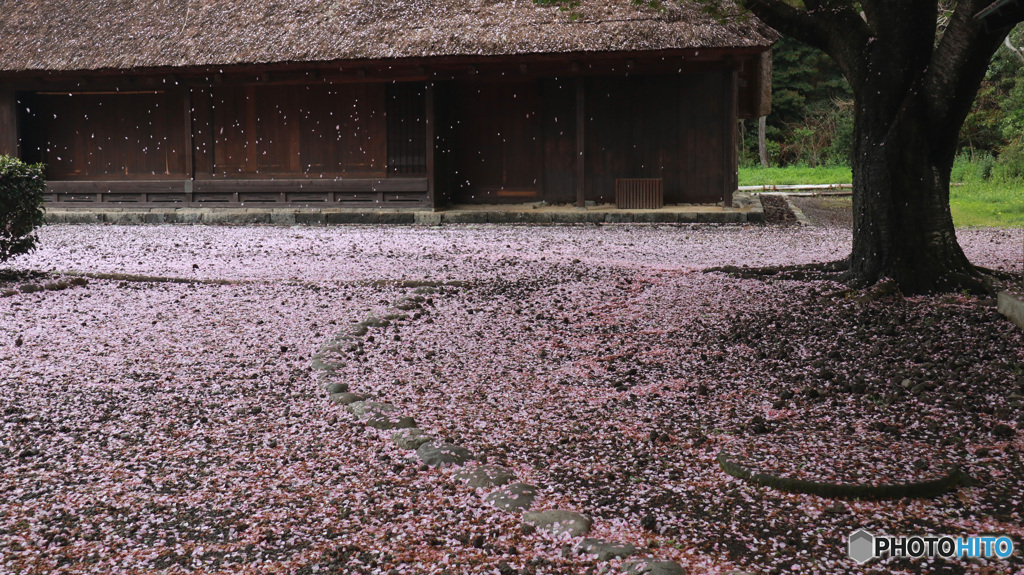 桜、舞い散るとき