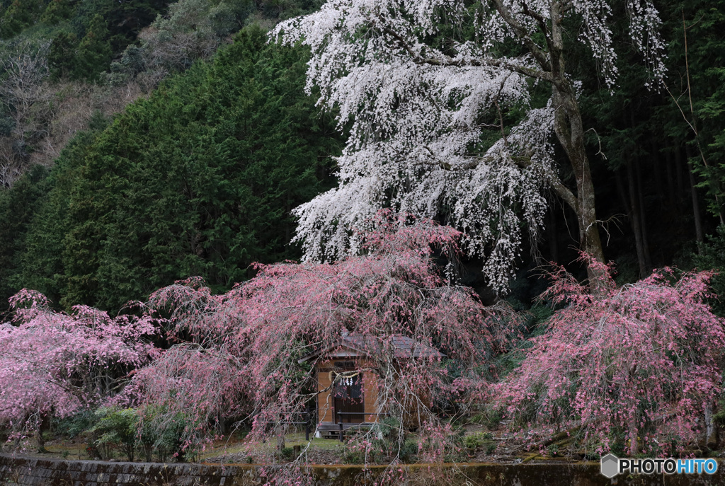 山の神に桜咲く