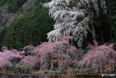 山の神に桜咲く