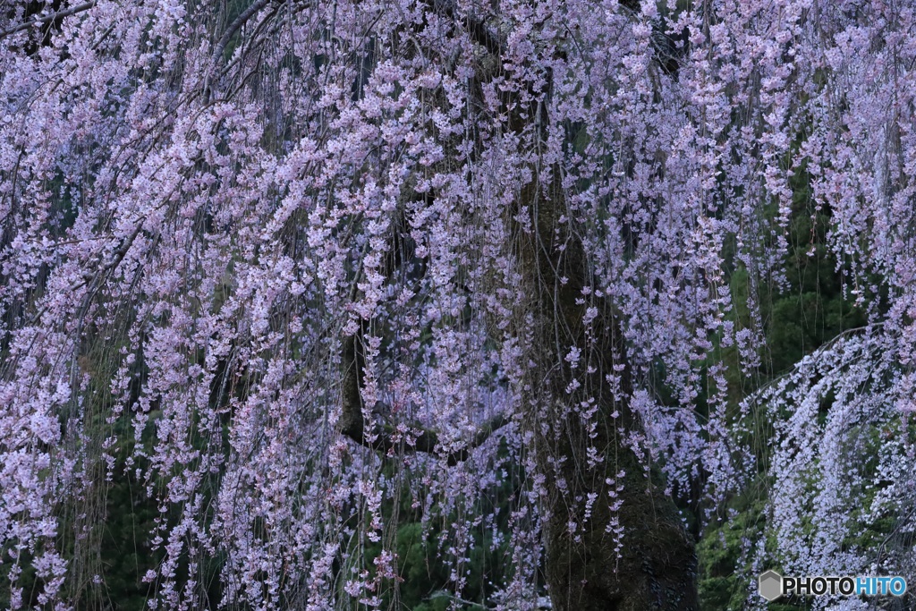 桜、満開に