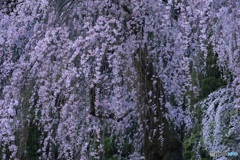 桜、満開に