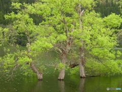 北竜湖の新緑