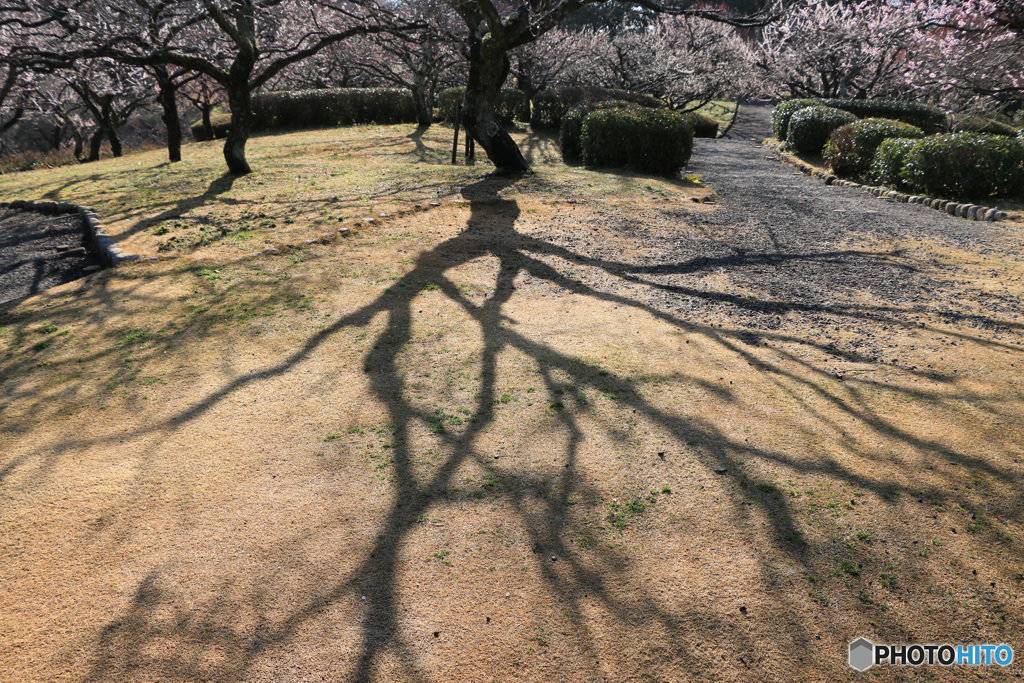 梅咲く公園