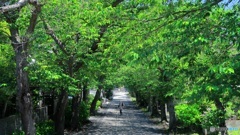 緑の参道