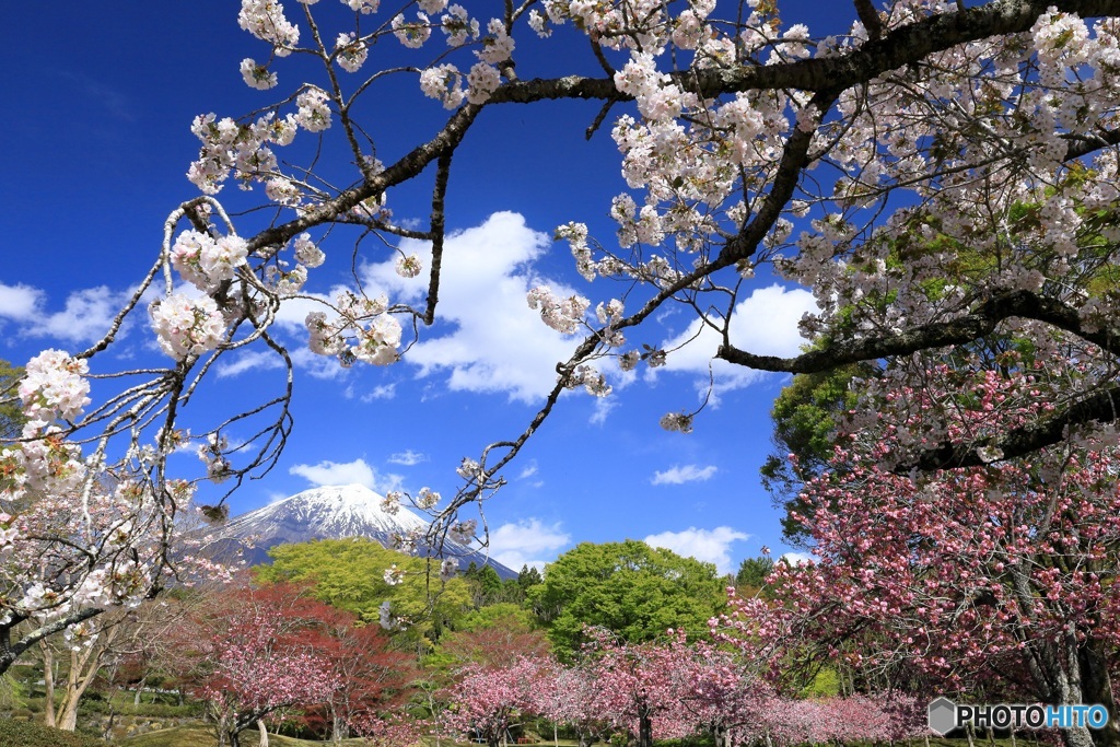 八重と富士