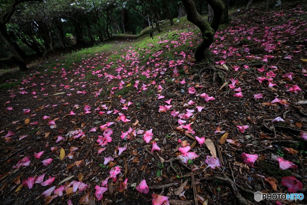 石楠花散る山の小径