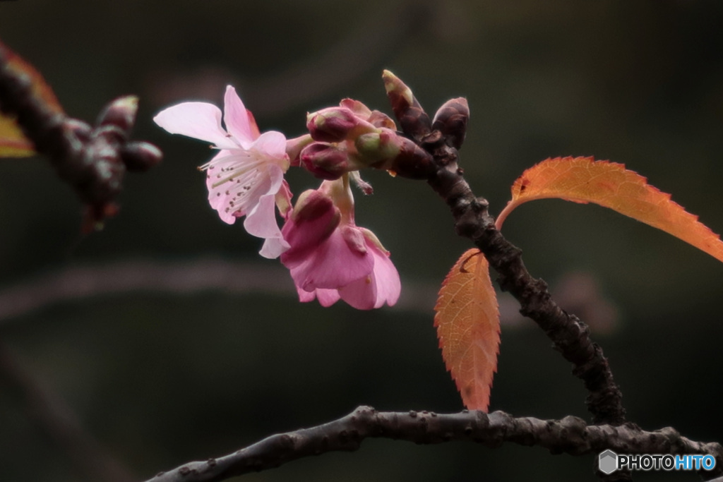 桜が咲き始めました！