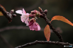 桜が咲き始めました！