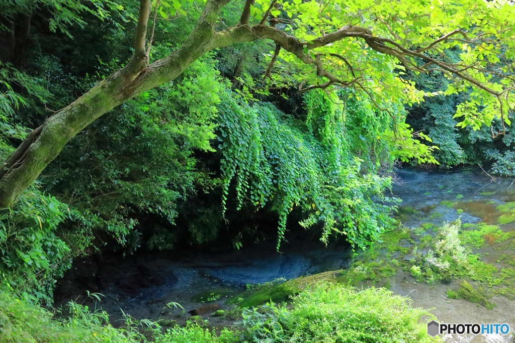 夏の思い出・柿田川 (632T)