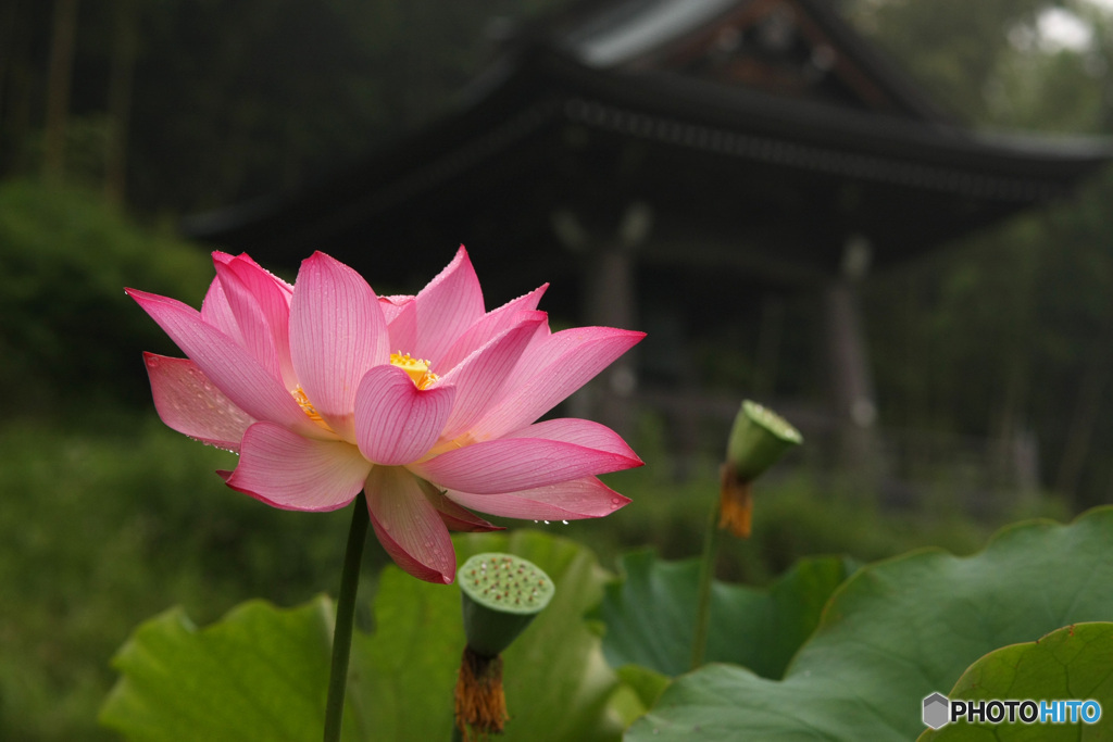 雨の境内