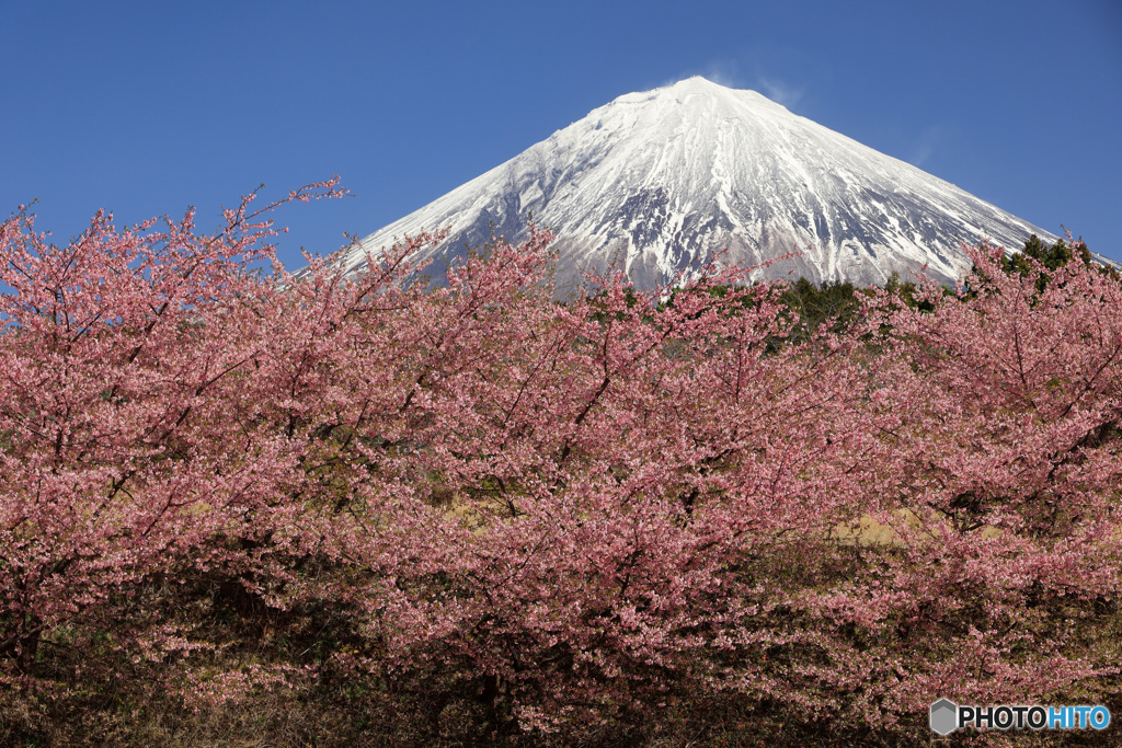 桜、満開の頃