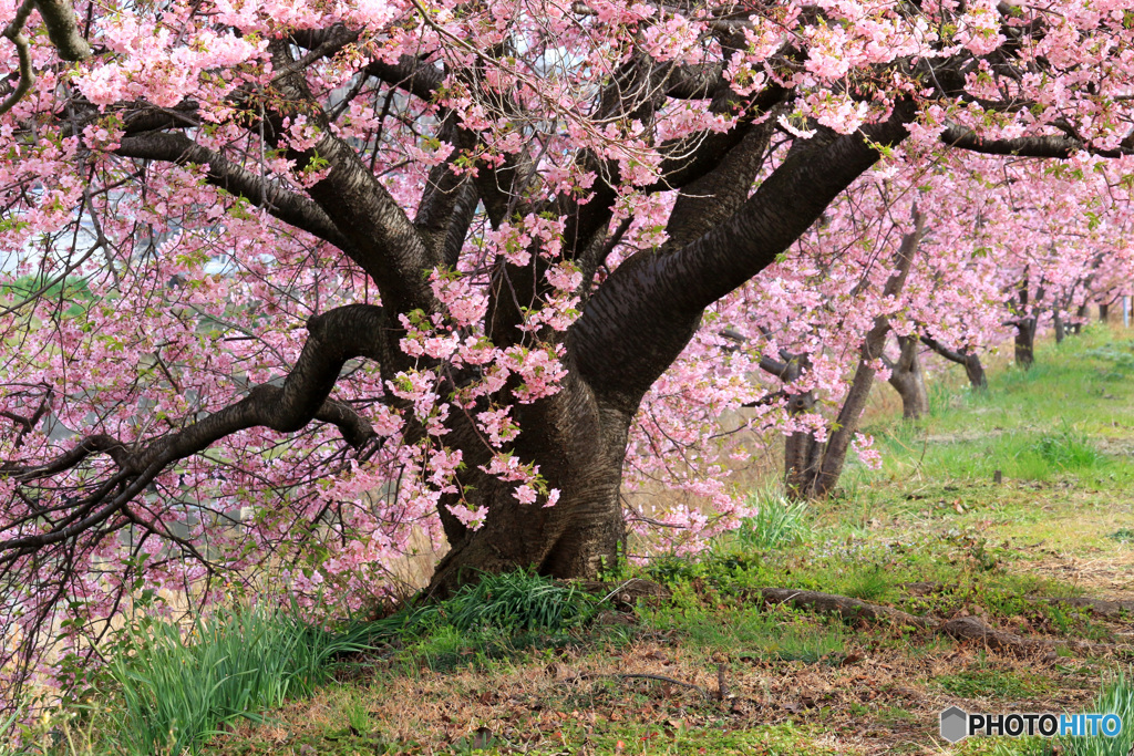 桜咲く小路