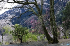 桜咲く丘で