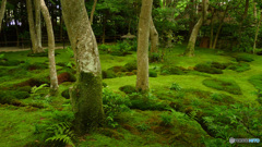 苔の祇王寺